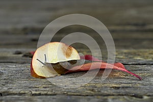 Spanish snail crawling on a red ripe apple.