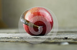 Spanish snail crawling on a red ripe apple.