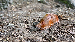 The Spanish snail is a snail of the genus Arion of the family Arionidae, group of pulmonates.