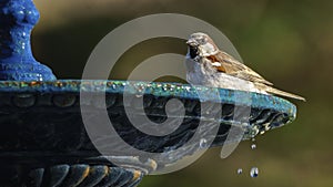 Spanish Sparrow at Genoves Park Fountain Cadiz photo
