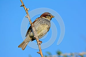 Spanish sparrow, Passer hispaniolensis