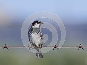 Spanish sparrow Passer hispaniolensis on barbed wire