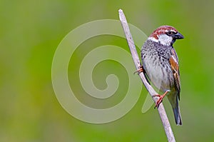 Spanish sparrow photo