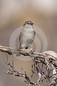 Spanish Sparrow perched on a branch with a brown background