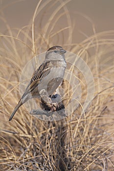 Spanish Sparrow perched on a branch with a brown background