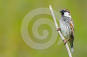 Spanish sparrow, photo