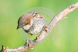 Spanish sparrow photo