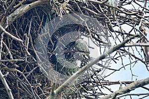 Spanish sparrows nest