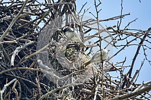 Spanish sparrows nest