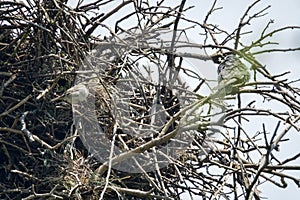 Spanish sparrows nest