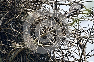 Spanish sparrows nest