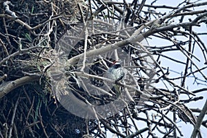 Spanish sparrows nest