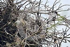 Spanish sparrows nest