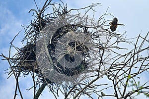 Spanish sparrows nest