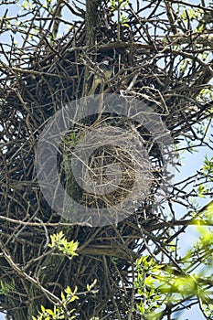 Spanish sparrows nest