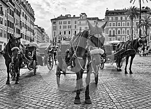 Spanish Steps Horse Carriage Black and White