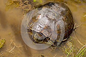 spanish terrapin, Mauremys leprosa