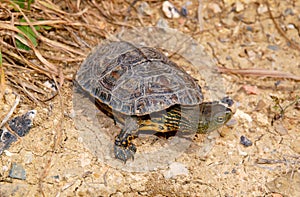 spanish terrapin, Mauremys leprosa