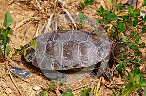 spanish terrapin, Mauremys leprosa