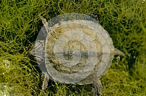 spanish terrapin, Mauremys leprosa