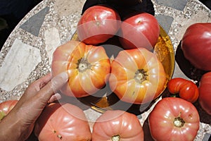 Spanish tomatoes varying ripeness