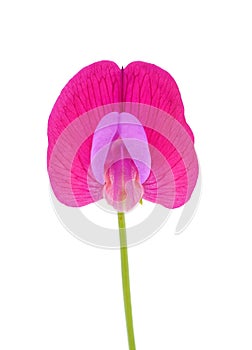 Spanish vetchling flower isolated on white background, Lathyrus clymenum