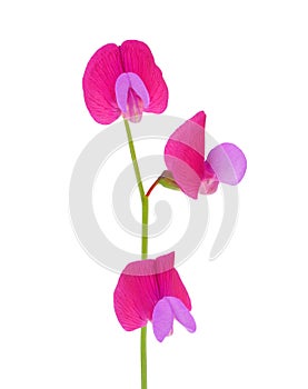 Spanish vetchling flowers isolated on white background, Lathyrus clymenum