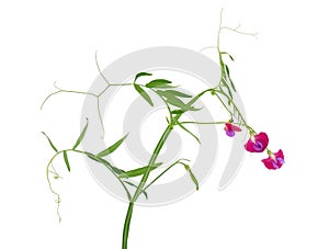 Spanish vetchling isolated on white background, Lathyrus clymenum