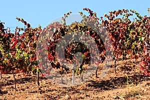 Spanish vineyard in autumn, Sierra de Francia, Spain photo