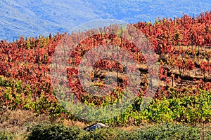 Spanish vineyard, autumn, Sierra de Francia, Spain photo