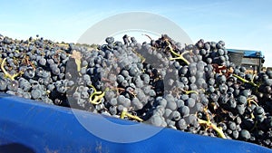 Spanish vineyard D.O. Calatayud photo