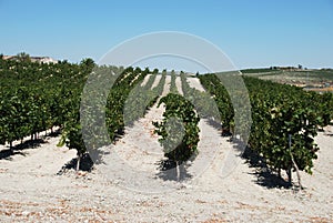 Spanish vineyard, Jerez de la Frontera.