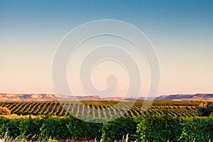 Spanish vineyard landscape