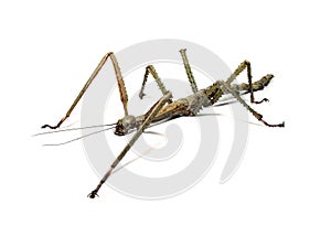 Spanish Walking Stick insect species Leptynia hispanica