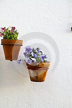 Spanish wall with beautiful plants. photo