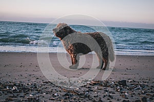 A Spanish Water Dog on the beach