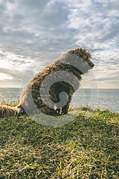 A Spanish Water Dog on the beach