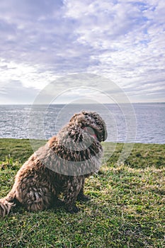 A Spanish Water Dog on the beach