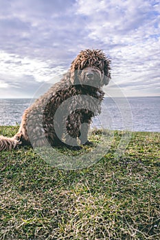 A Spanish Water Dog on the beach