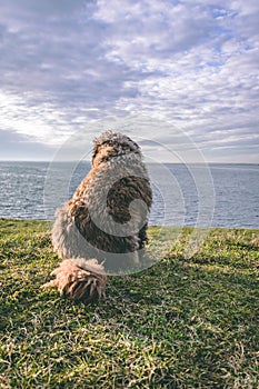 A Spanish Water Dog on the beach