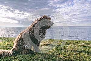 A Spanish Water Dog on the beach