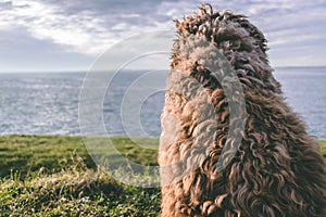 A Spanish Water Dog on the beach