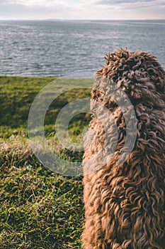 A Spanish Water Dog on the beach