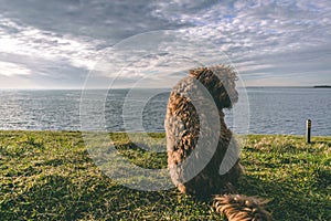 A Spanish Water Dog on the beach