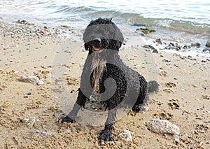 Spanish Water Dog on the beach