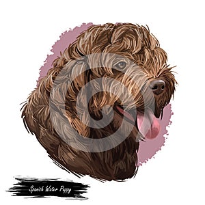 Spanish Water dog breed, purebred animal originated from Spain digital art. Closeup of muzzle, pedigree with long haired coat, fur