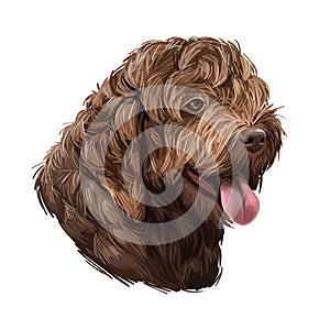 Spanish Water dog breed, purebred animal originated from Spain digital art. Closeup of muzzle, pedigree with long haired coat, fur