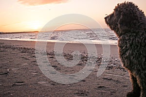 A Spanish Water Dog looking at a sunset on the beach