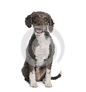 Spanish water spaniel dog, 3 years old, sitting.