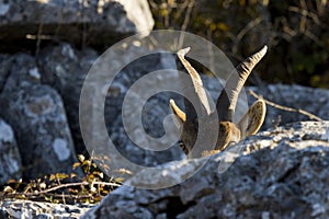 Spanish wild goat